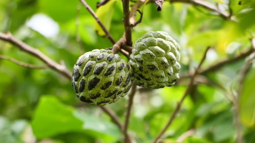 Close-up of fruit growing on tree