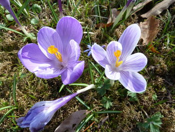 Close-up of purple crocus