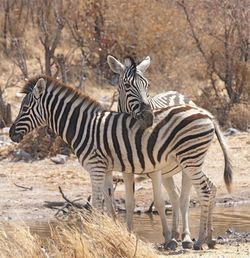 Zebra standing in a field