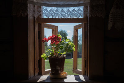 Potted plant by window