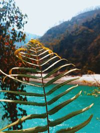 Close-up of plants against clear sky