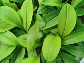 Full frame shot of green leaves