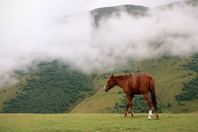 Horse on field against mountain