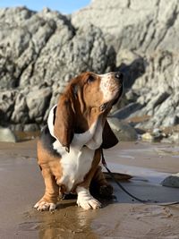 Dog sitting on beach - blues in the beach rocks