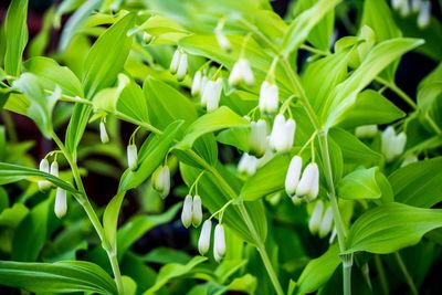 Close-up of white flowering plants