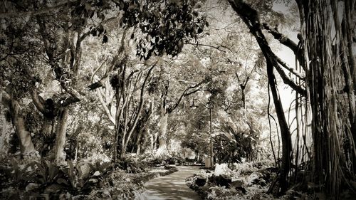 Trees in forest