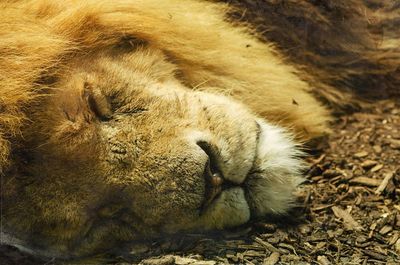 Lion sleeping on field