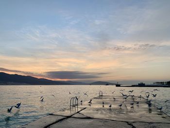 Seagulls flying over sea against sky during sunset