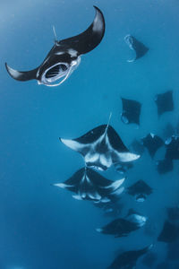 Wide angle view of a school of manta rays, baa atoll