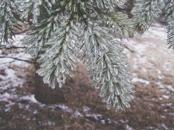 Close-up of pine tree during winter