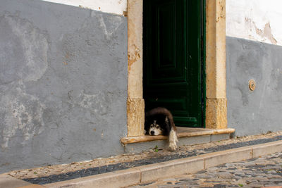 Cat looking through window of building