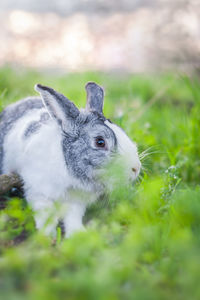 Portrait of a cute dutch rabbit, adorable bunny, bokeh background