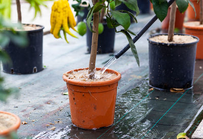 Close-up of potted plants on table