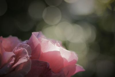 Close-up of pink rose