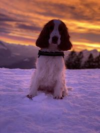 Dog on snow covered landscape