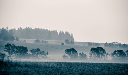 Trees on field against sky