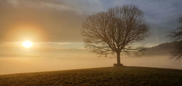 Silhouette bare tree on field against sky during sunset