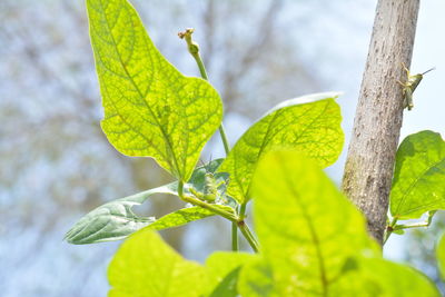 Close-up of insect on plant against sky