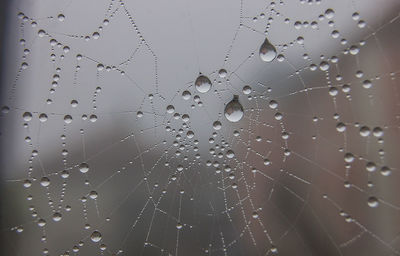 Close-up of water drops on spider web