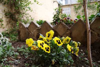 Yellow nice plant in spring