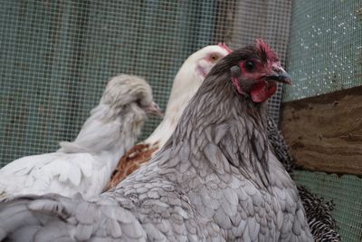 Close-up of duck in cage