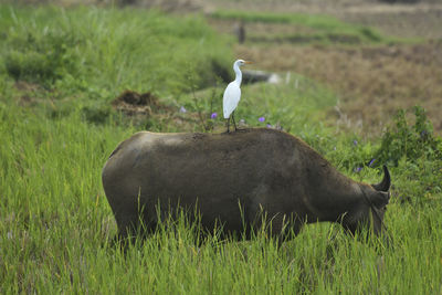 View of birds on field