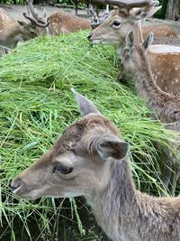 Deer in a field