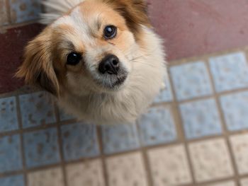 Close-up portrait of puppy at home