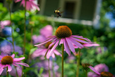 Honey bee pollinating on purple flower