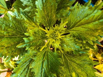 plant