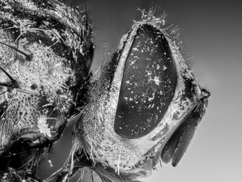 Close-up of insect on flower