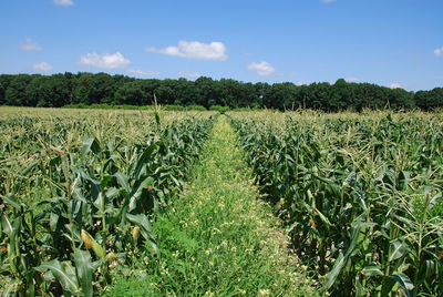 Scenic view of agricultural field against sky