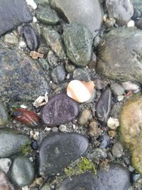 High angle view of pebbles in water