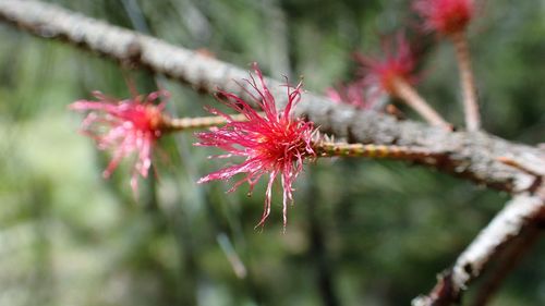 Close-up of red flower growing on tree