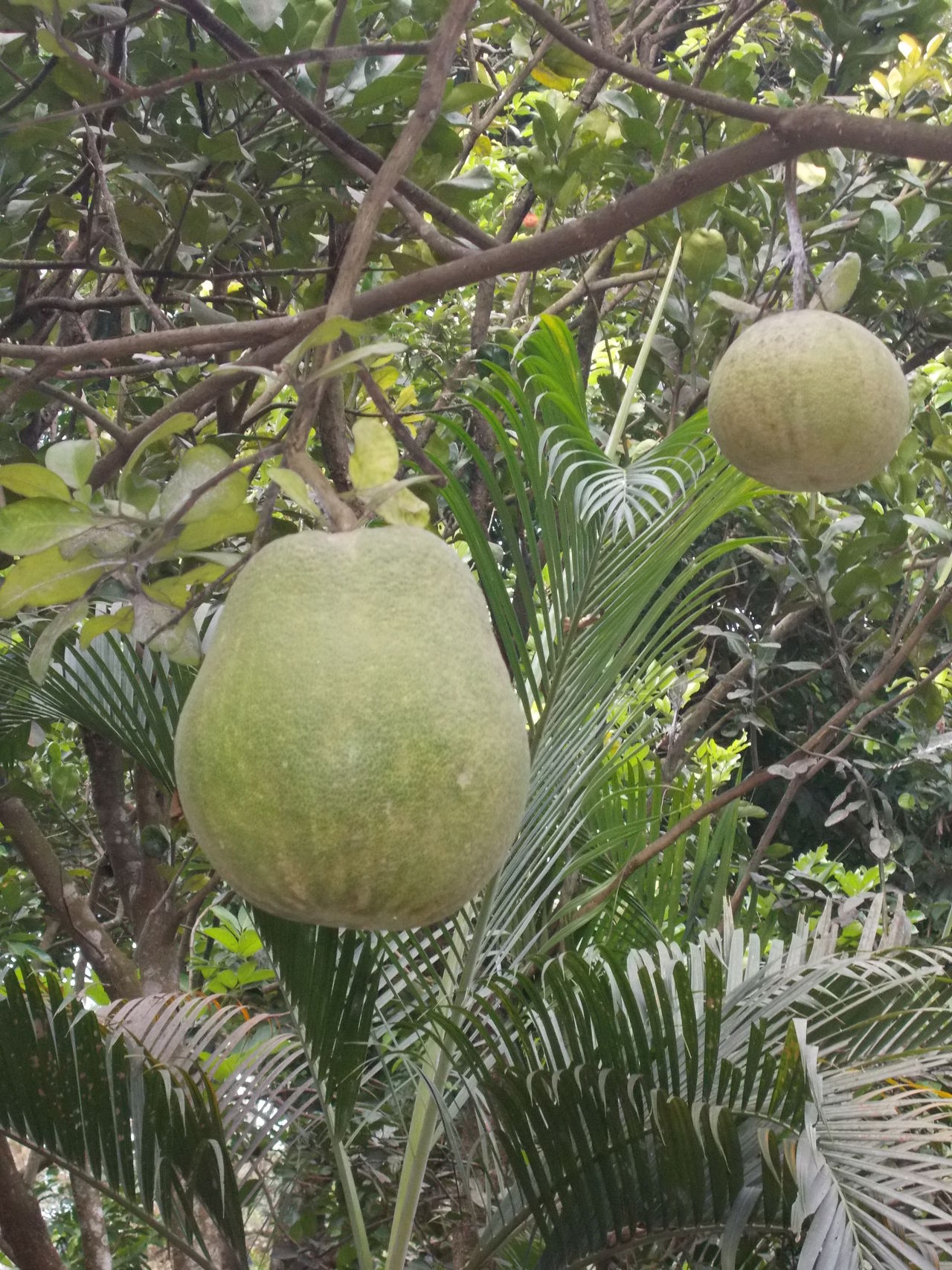 Giant citrus