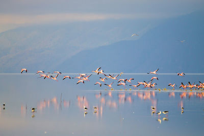 Flock of seagulls flying over lake