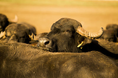 Close-up of bulls at farm