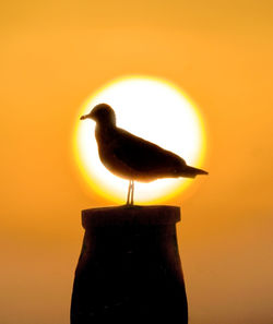 Close-up of seagull perching on a orange sunset