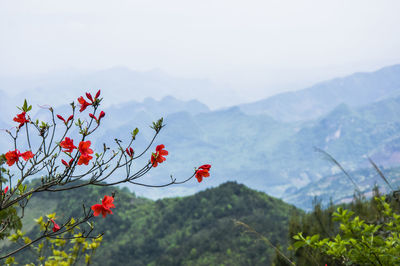 Red flowering plant against mountain range