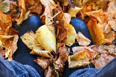 Close-up of autumn leaves