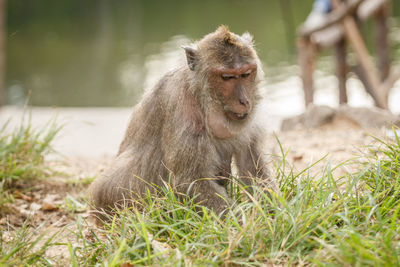 Long-tailed macaque on grass at lakeshore