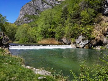 Scenic view of river amidst trees in forest