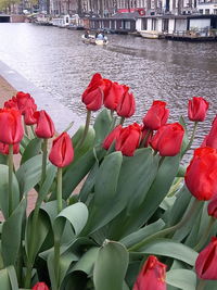 Close-up of red tulips by lake