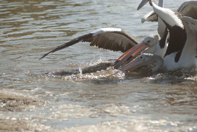 Close-up of pelicans in lake