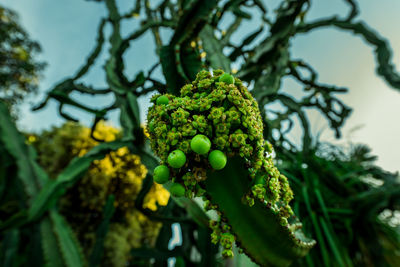 Low angle view of fresh green tree