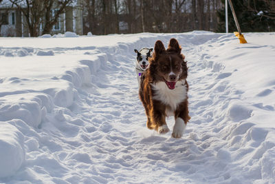 Dog standing on snow covered land