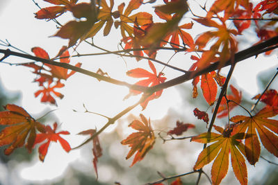 Low angle view of autumnal leaves on tree