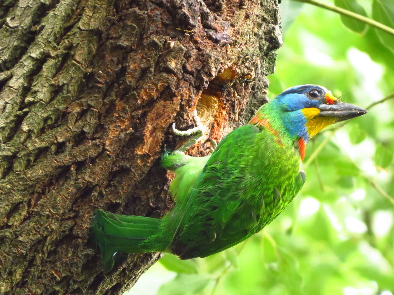 BIRD PERCHING ON A TREE