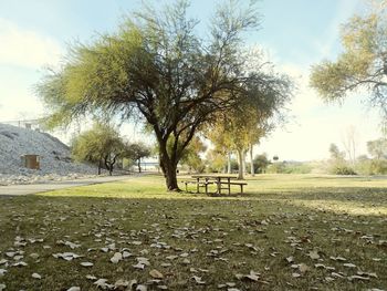 Trees on field against sky