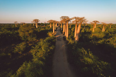 Road amidst trees against sky